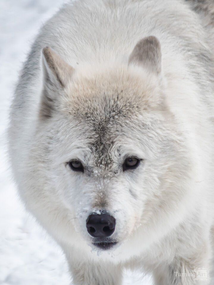 Wild wolf within Canadian Rockies