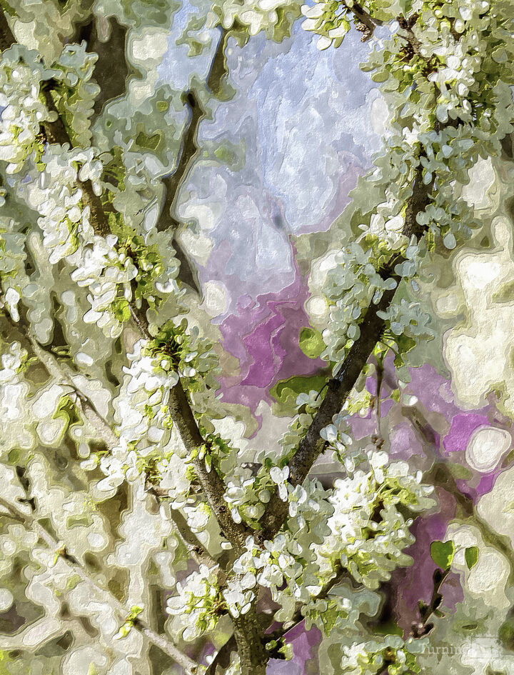 White Chinese Redbud Branches Painterly