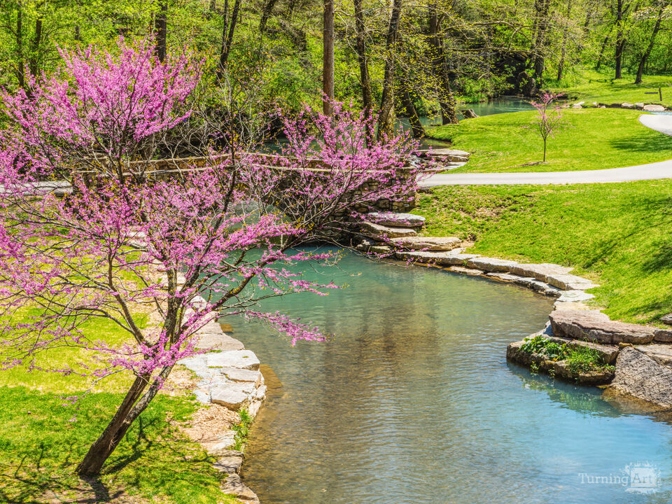 Pink Redbud Along The Creek
