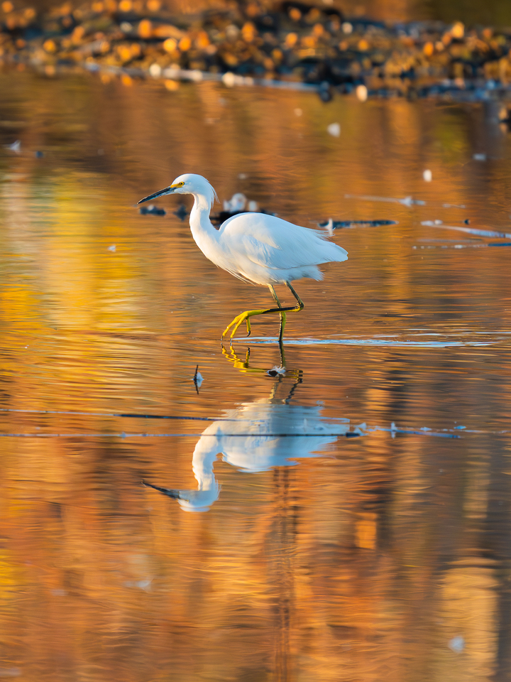Little Snowy Tiptoeing for Breakfast