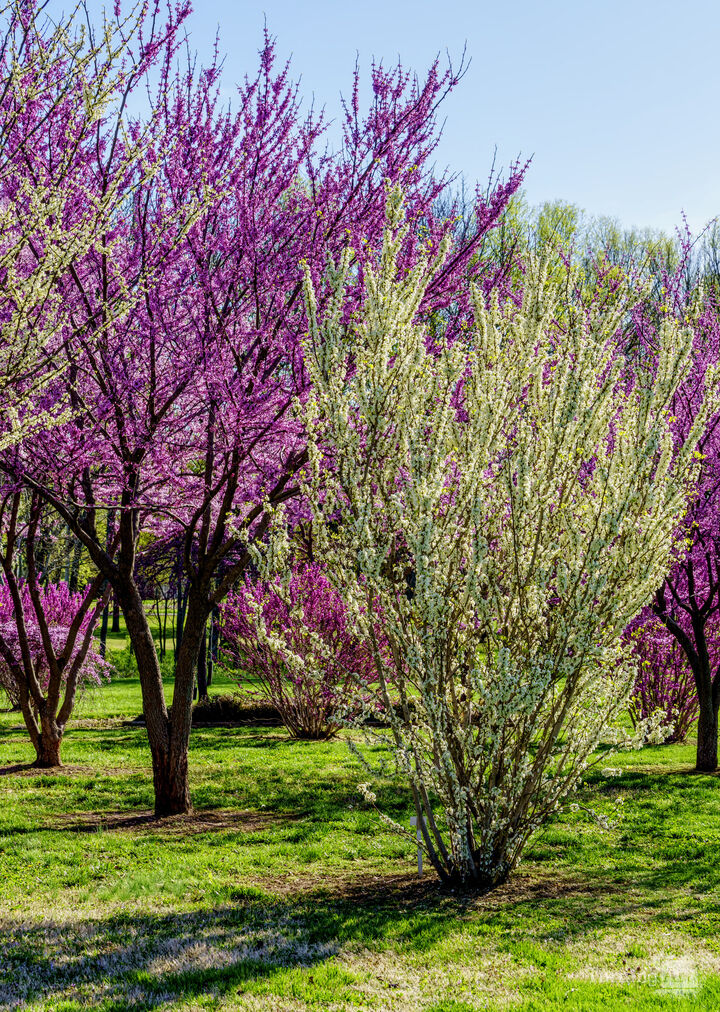 Redbud Trees In Spring