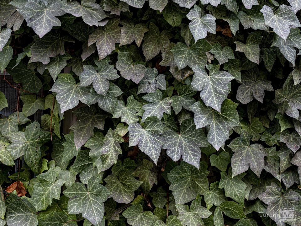 Ivy