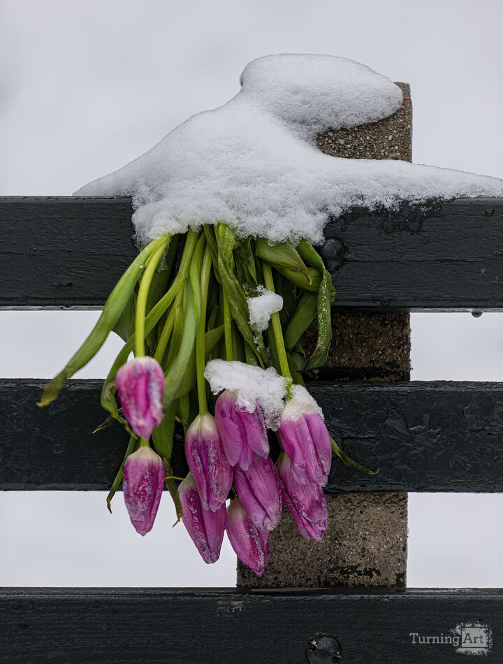 Tulips in WInter