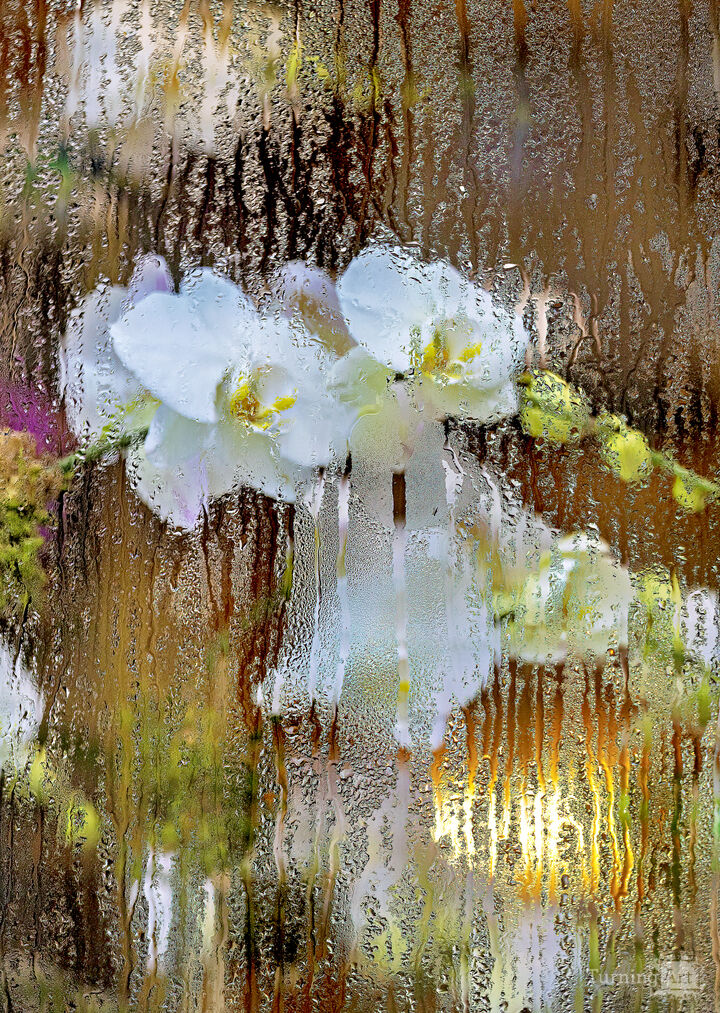 Flower Shop Window on a Winter Day 2