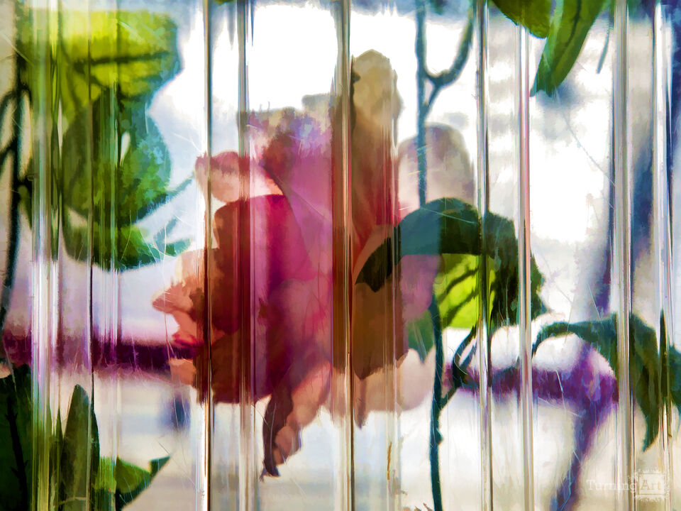 Flowers Seen Through Plastic Sheet 