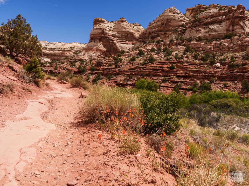 Colorful Rock Layers Lower Calf Creek Trail