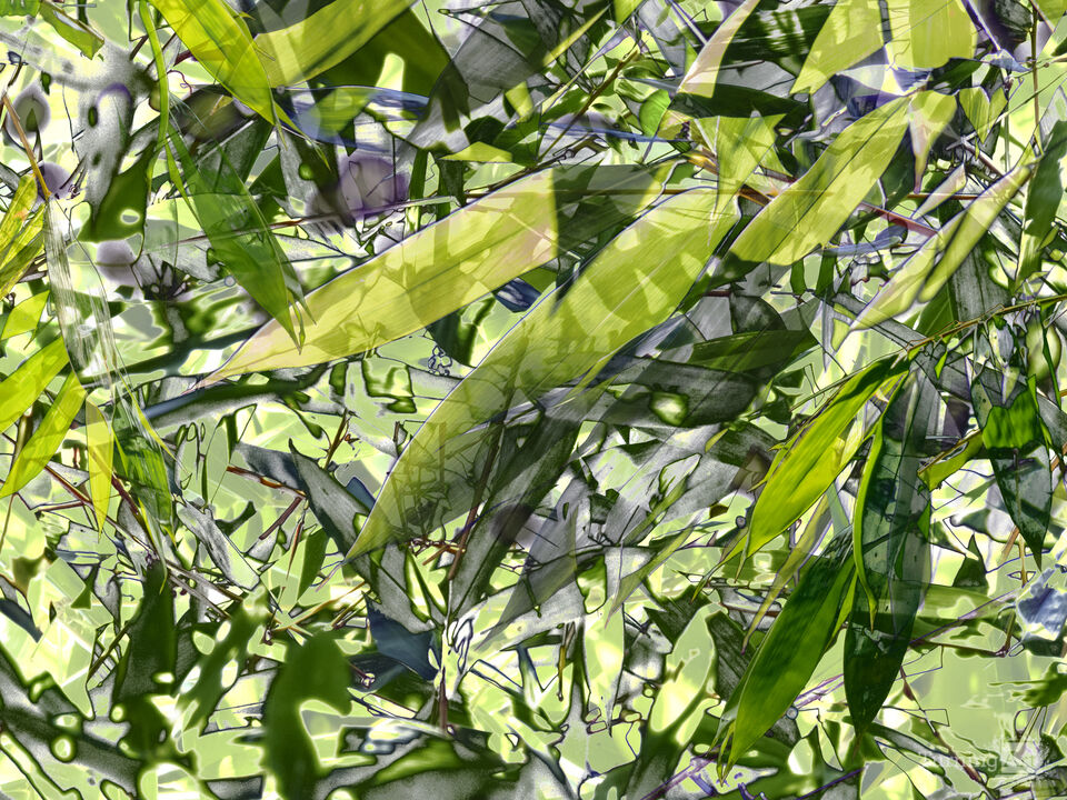 Komorebi #8 Bamboo (Light Falling Through Foliage)