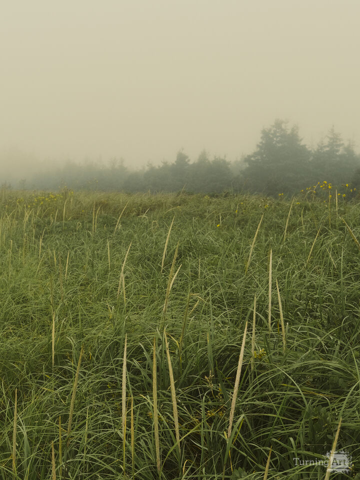 summer reverie no. 12