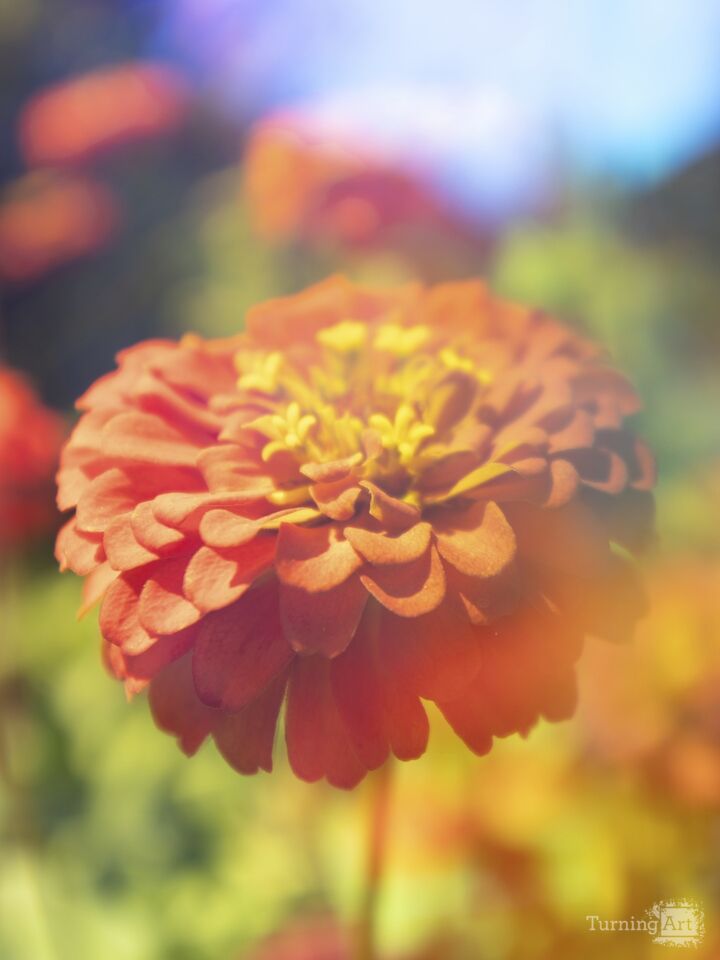 Prismatic Zinnia