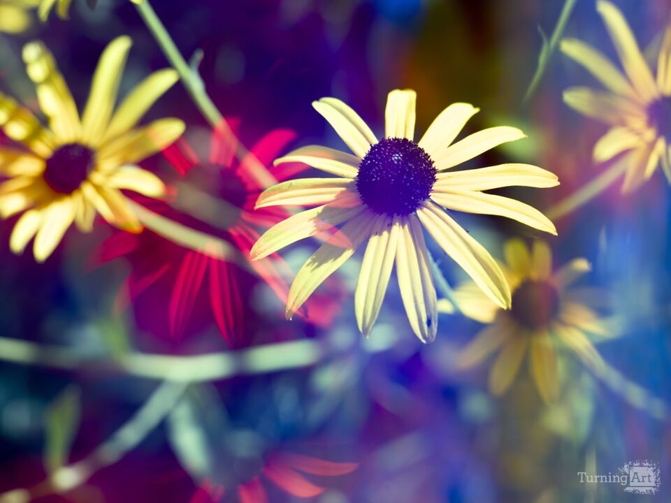 Prismatic African Daisies