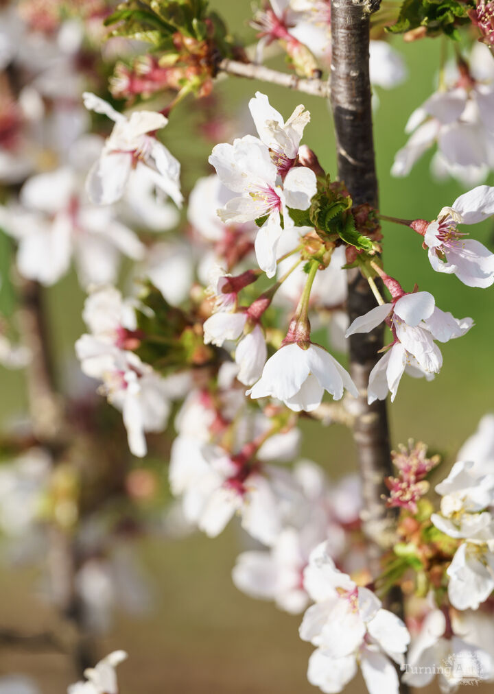 White Weeping Cherry Blossoms
