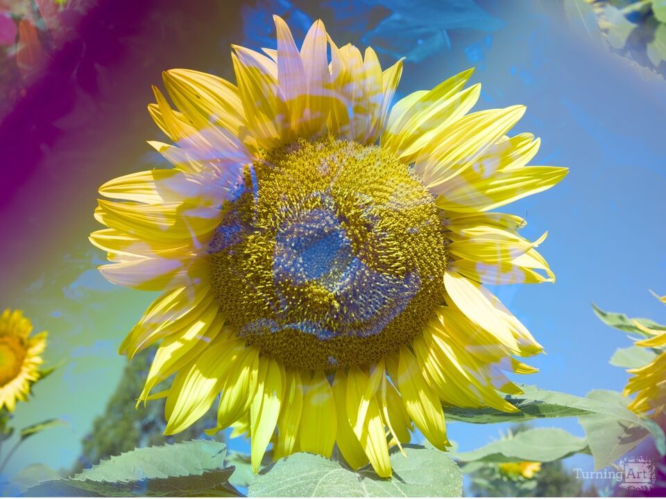 Prismatic Sunflower IV