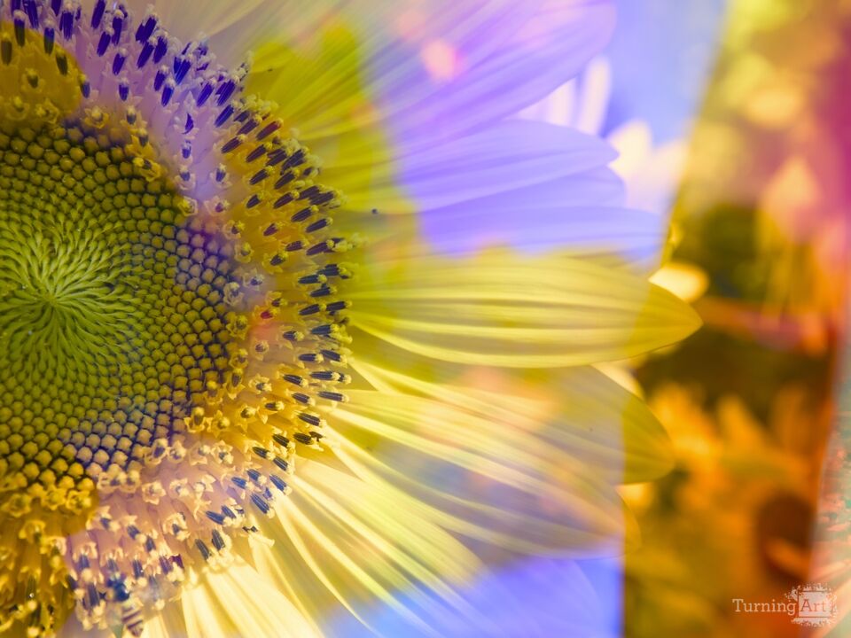 Prismatic Sunflower III