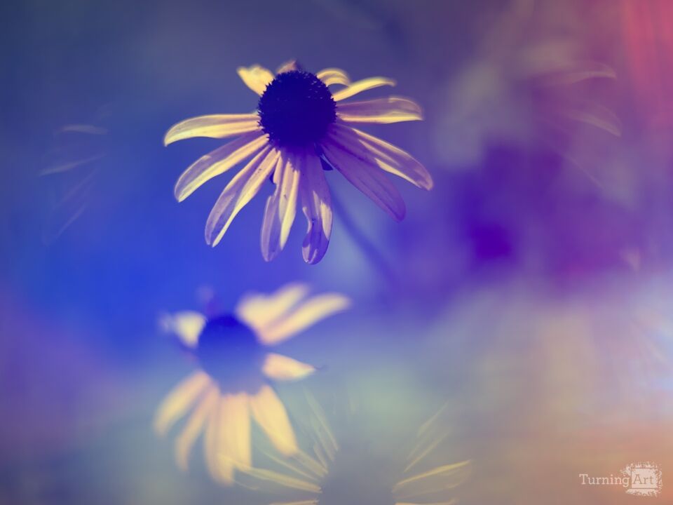 African Daisy Fireworks
