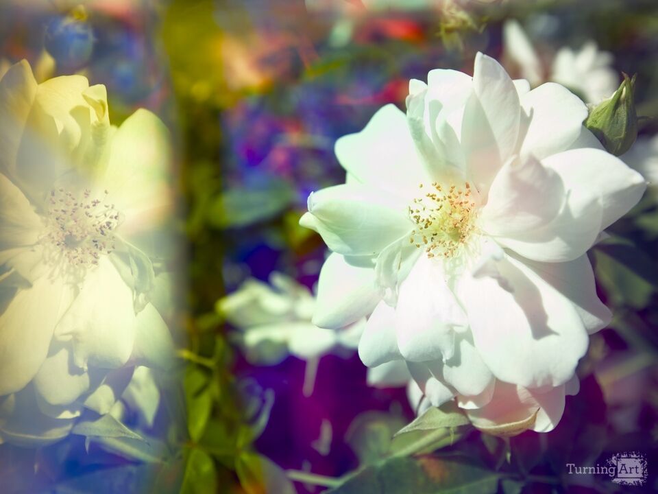 Fair Lady Looks in Mirror