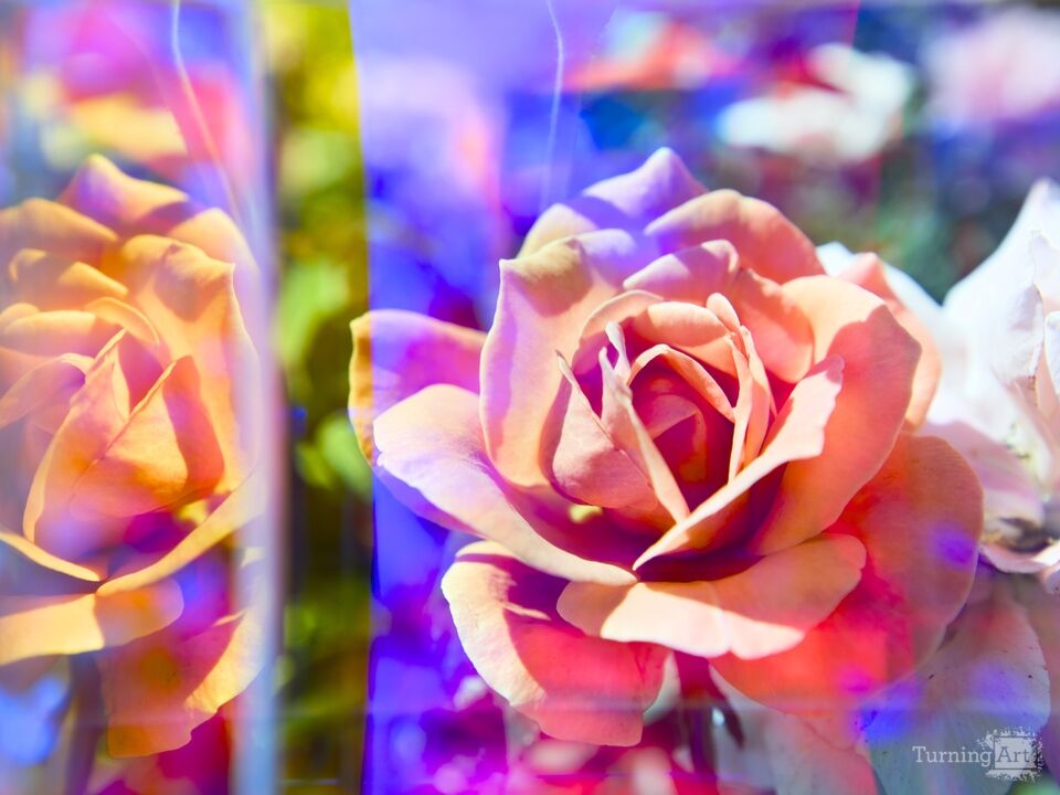 Prismatic Coral Rose