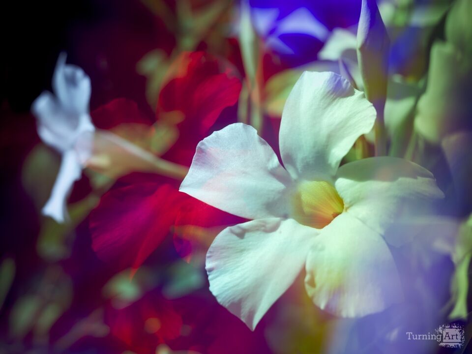 Prismatic Mandevilla