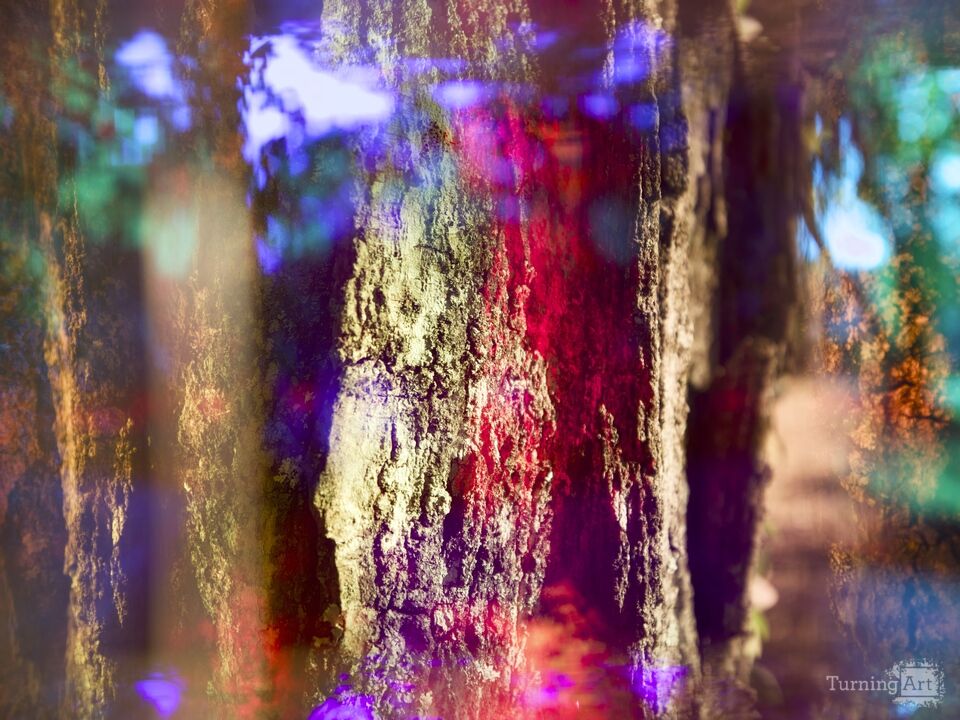 Prismatic Tree Trunk