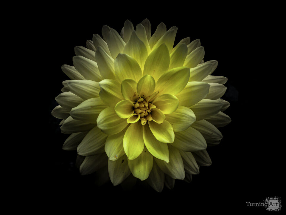 Backyard Flowers No 128 Color Version