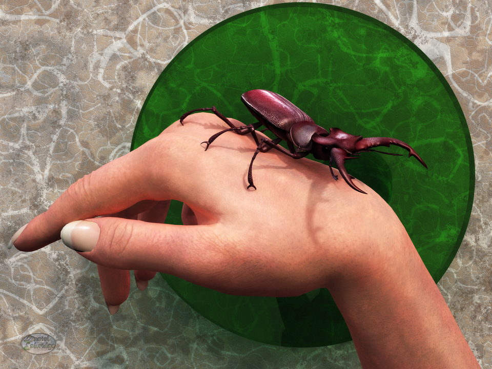 Stag Beetle on Hand