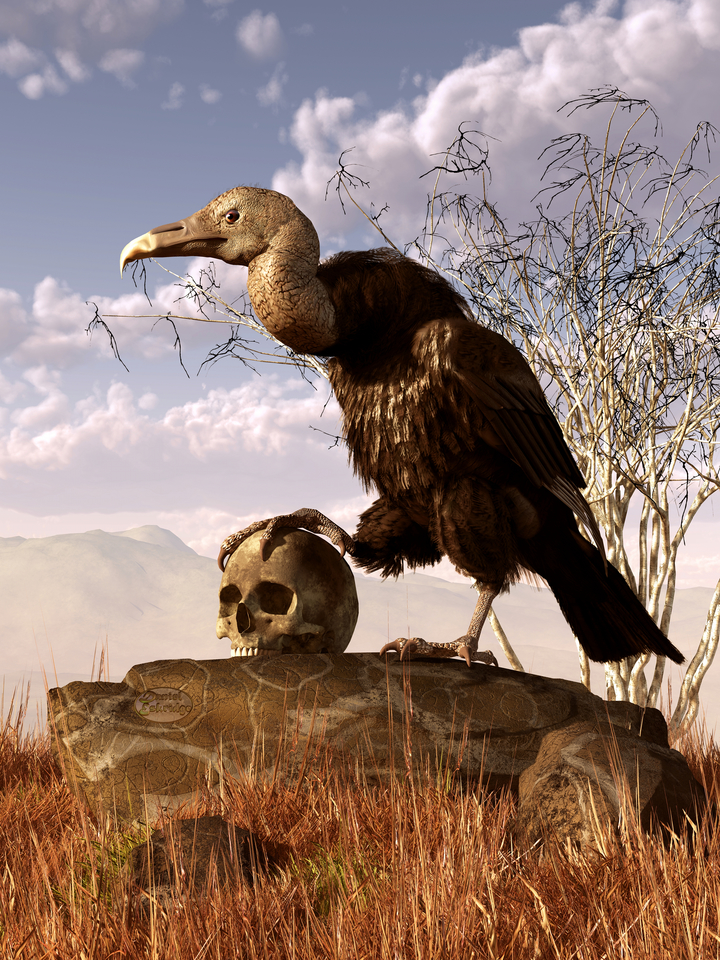  The Buzzard's Prize