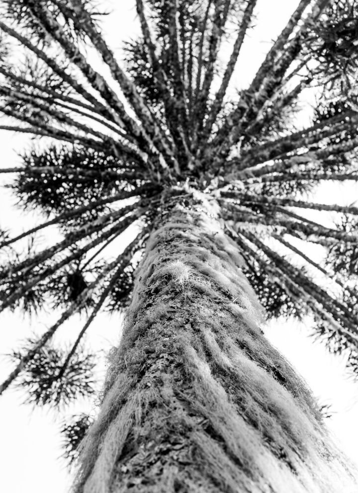 Araucaria #2