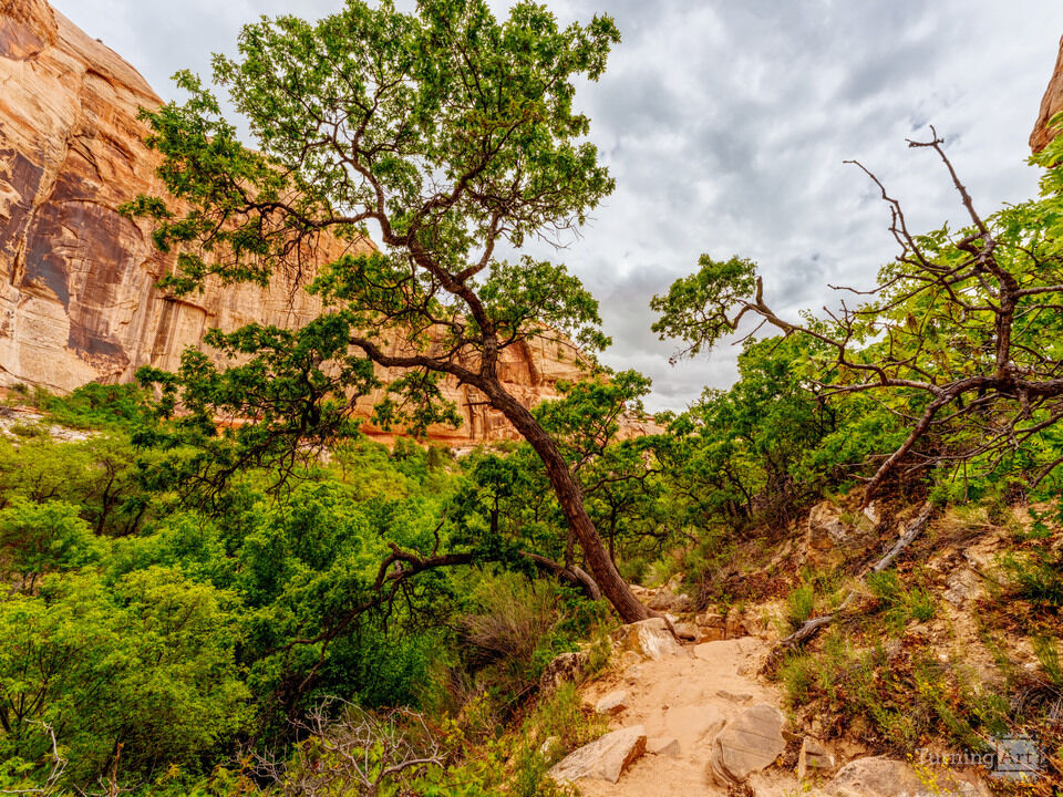 Leaning Cool Tree Lower Calf Creek Trail