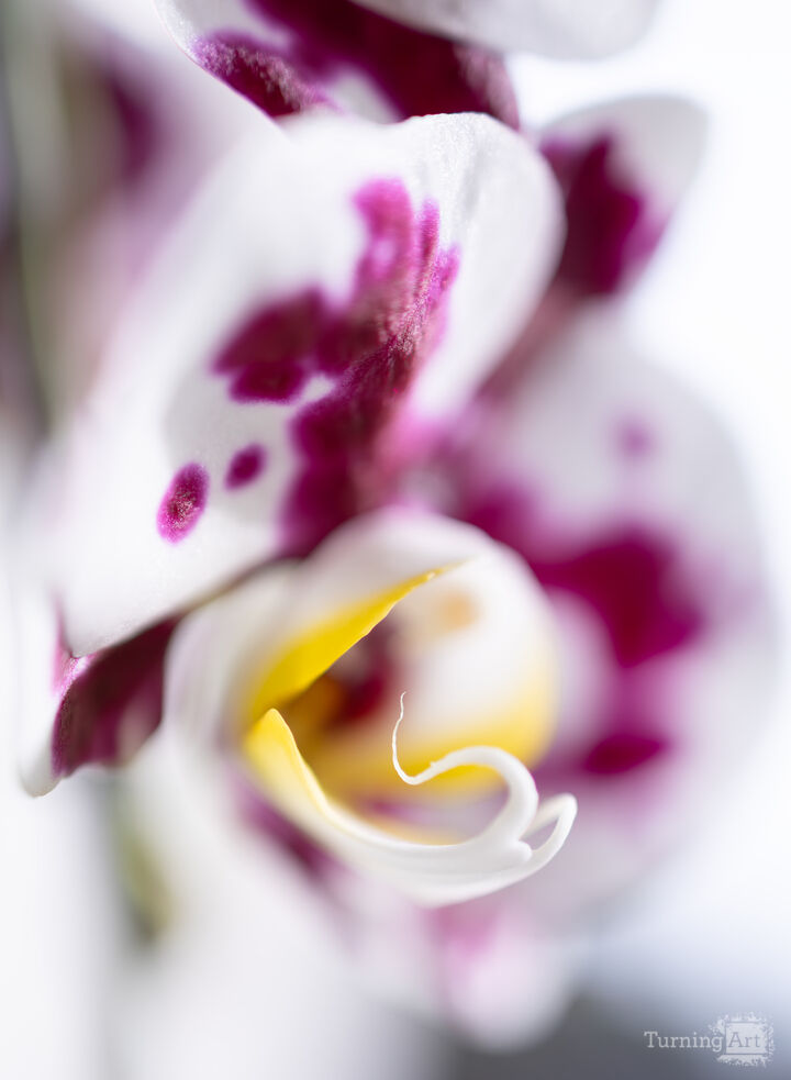 Orchid #1