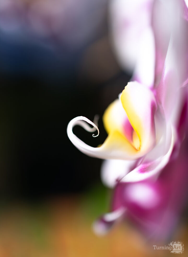 Orchid #2