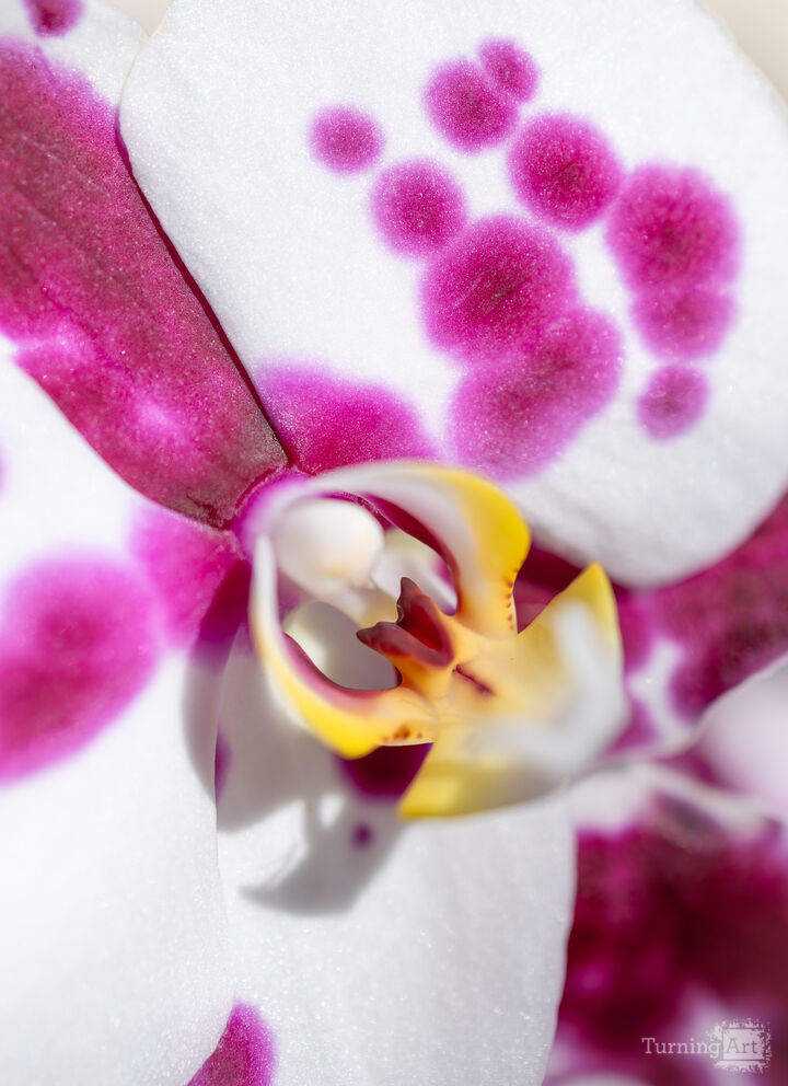 Orchid #3