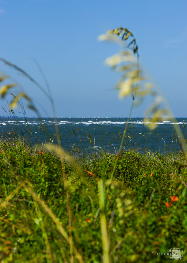 Over the Sea Grass