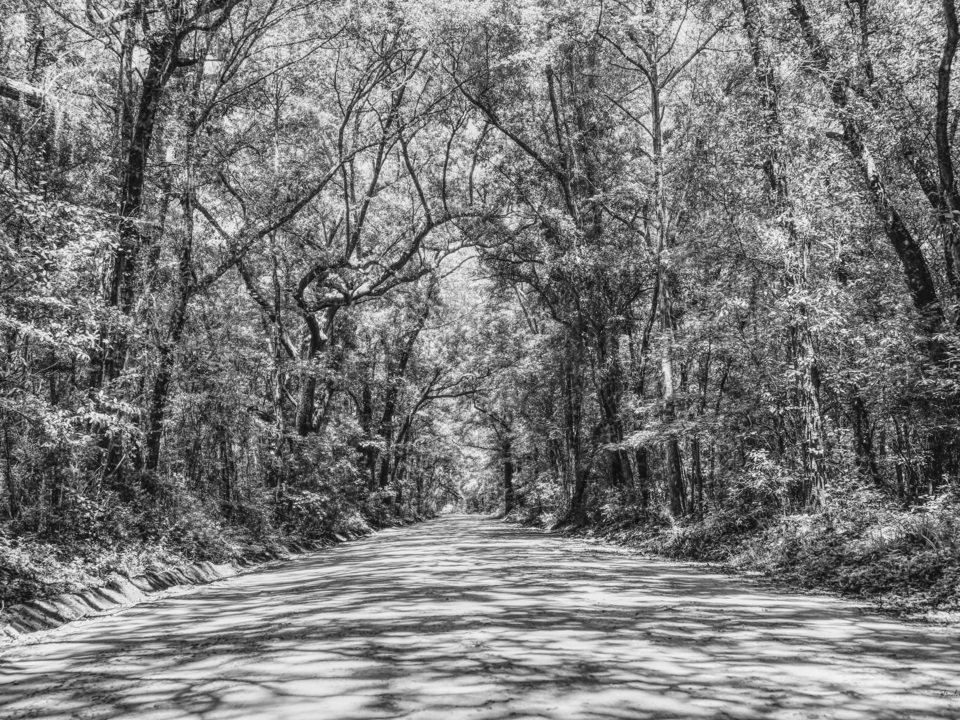 Path To Angel Oak Grayscale