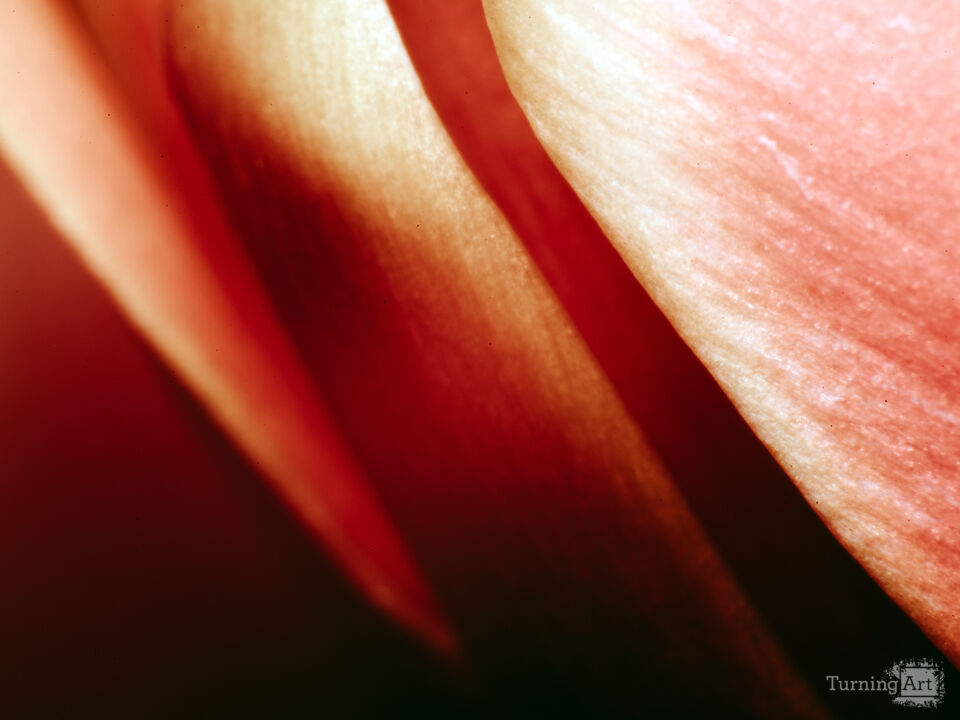 Red Tulip II