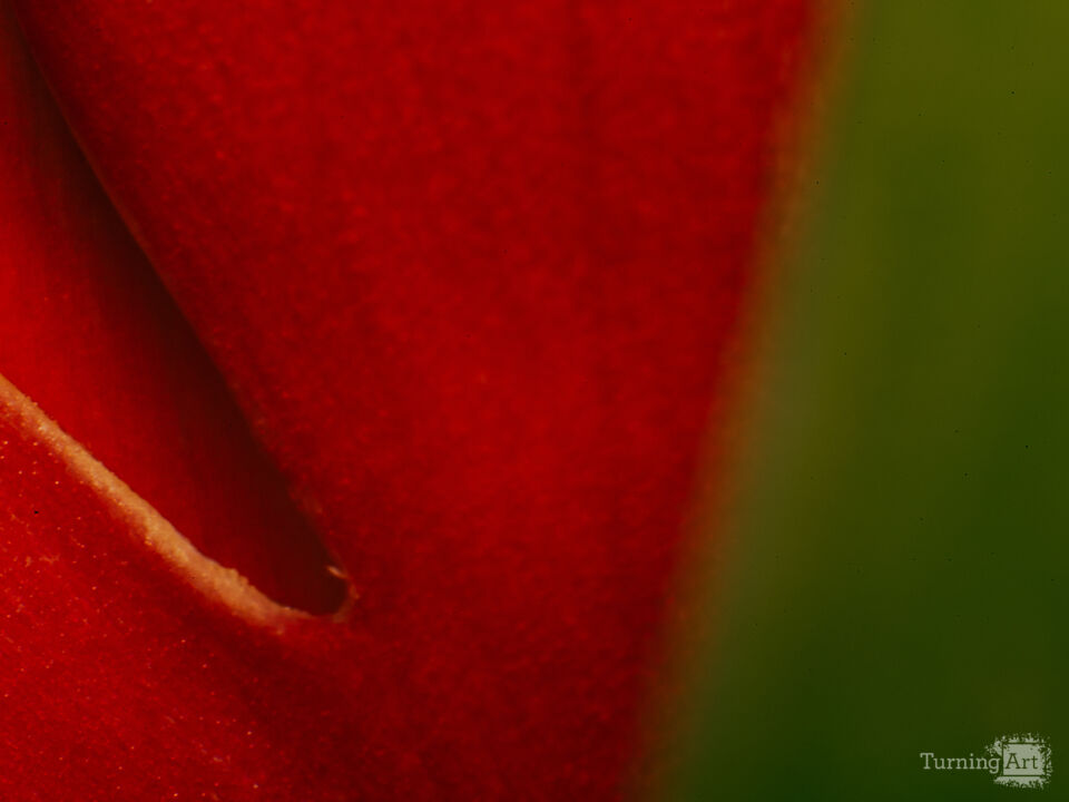 Red Tulip III