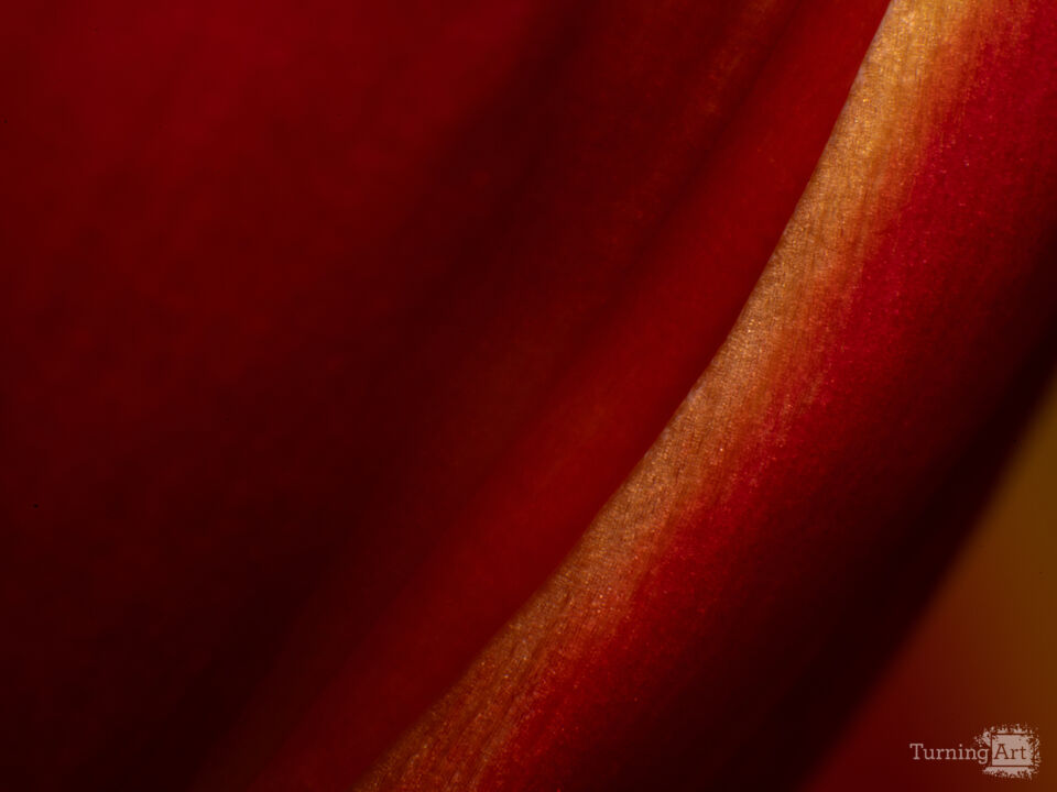 Red Tulip IV