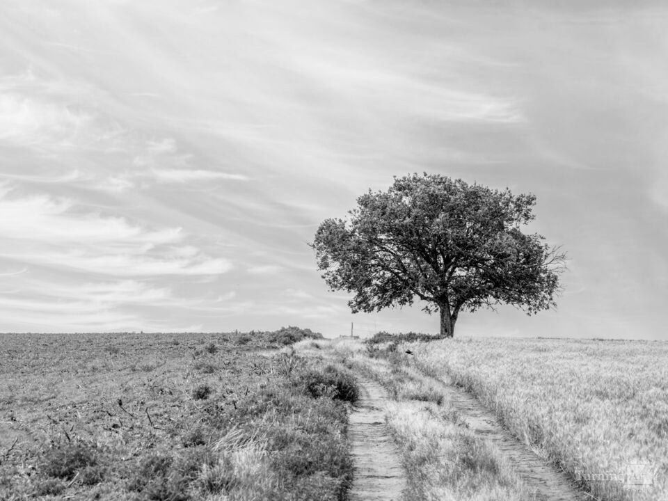 Kansas Tree By Farm Road Grayscale