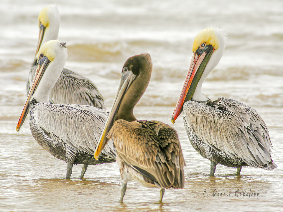 Brown Pelican Family