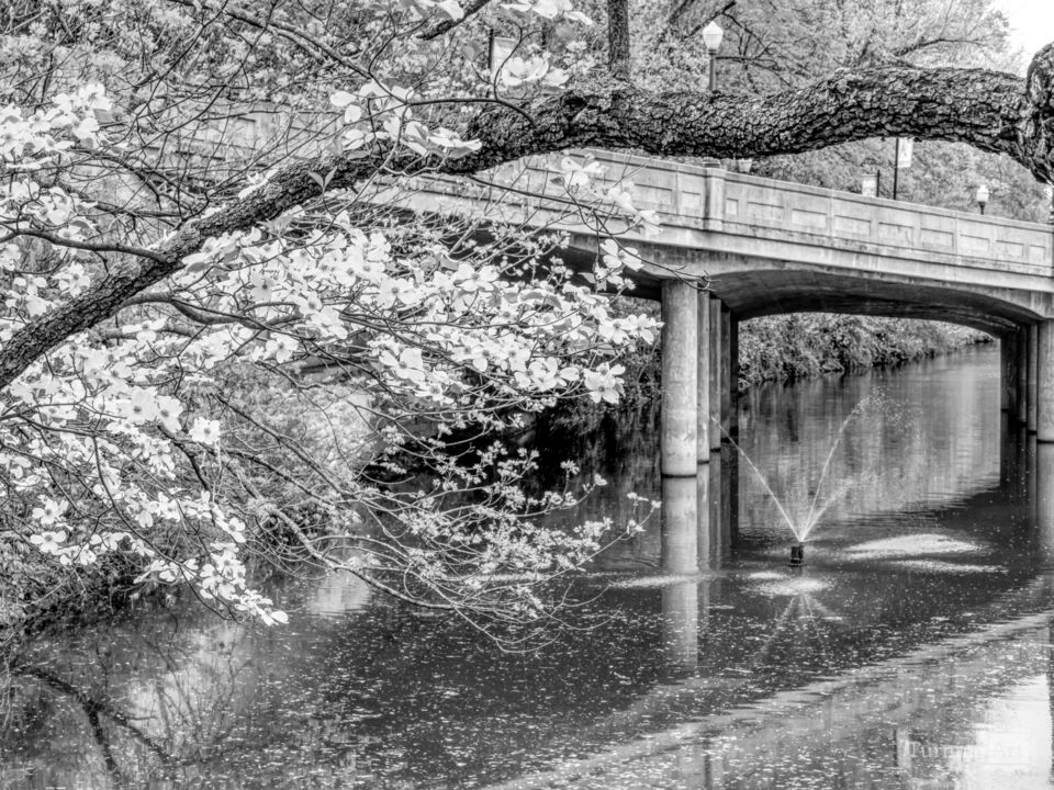 Bloomed Dogwood Flowers Sager Creek Grayscale