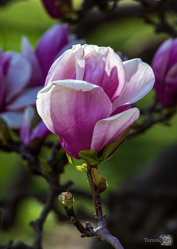 Magnolia