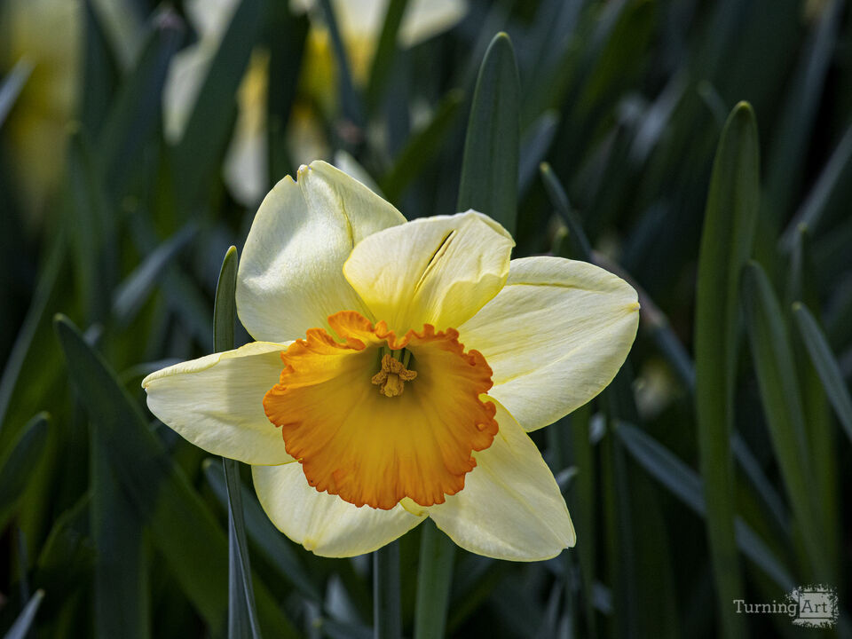 Spring Flowers 3