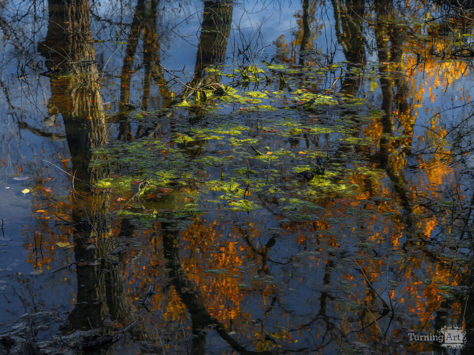 Floating Autumn Trees
