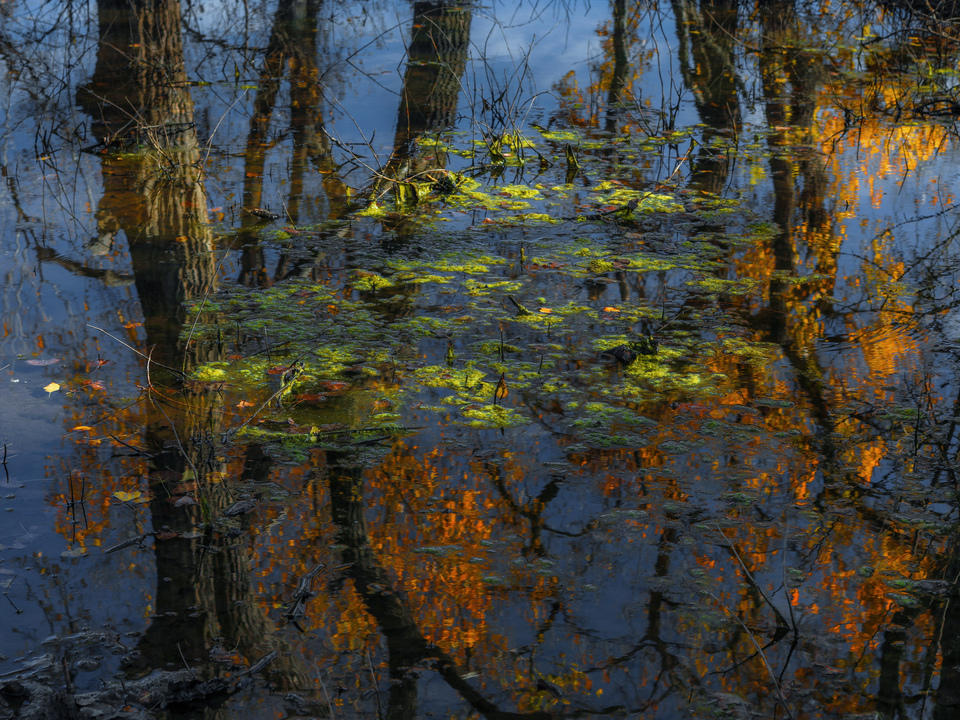 Floating Autumn Trees