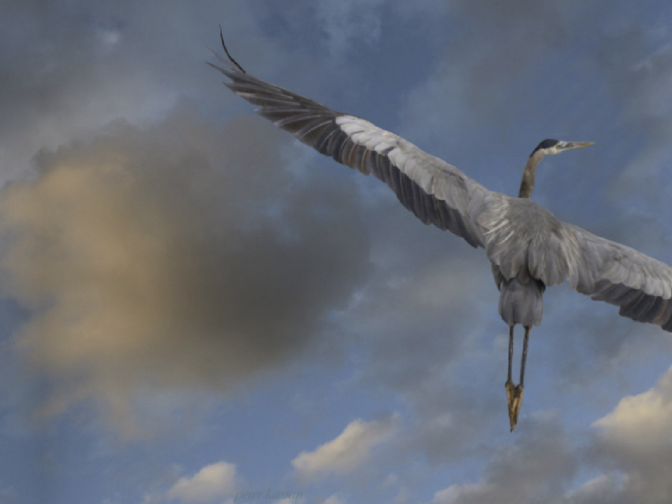 Flight