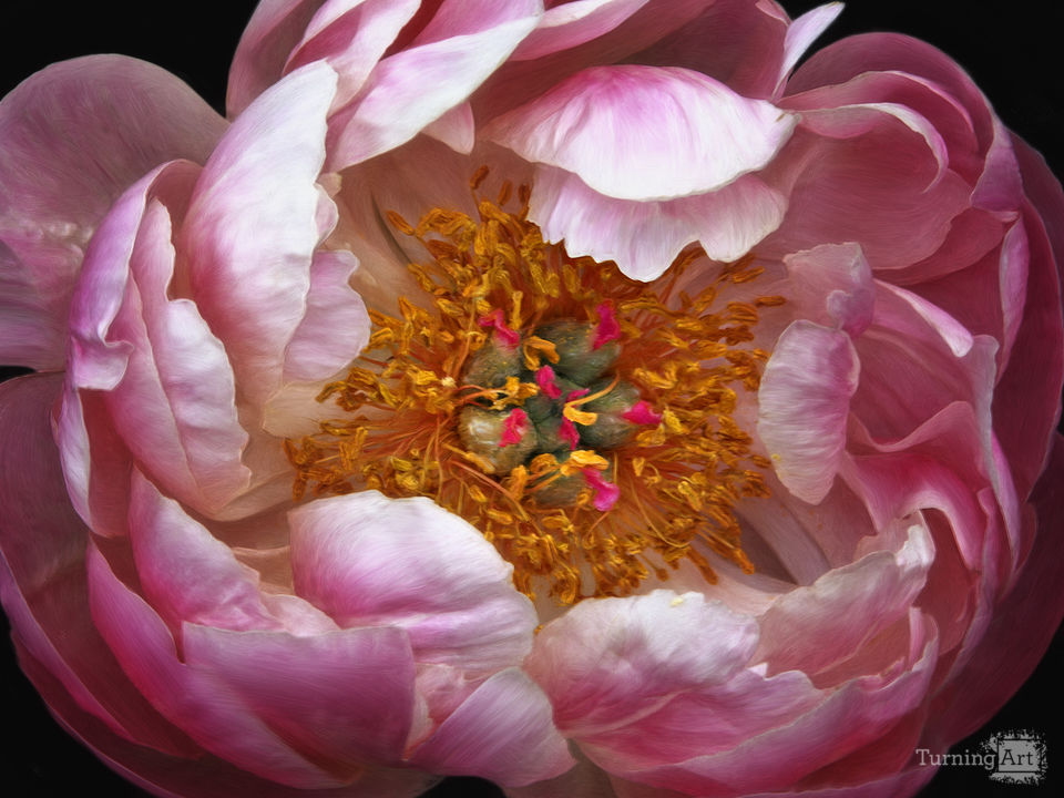 Peony 4