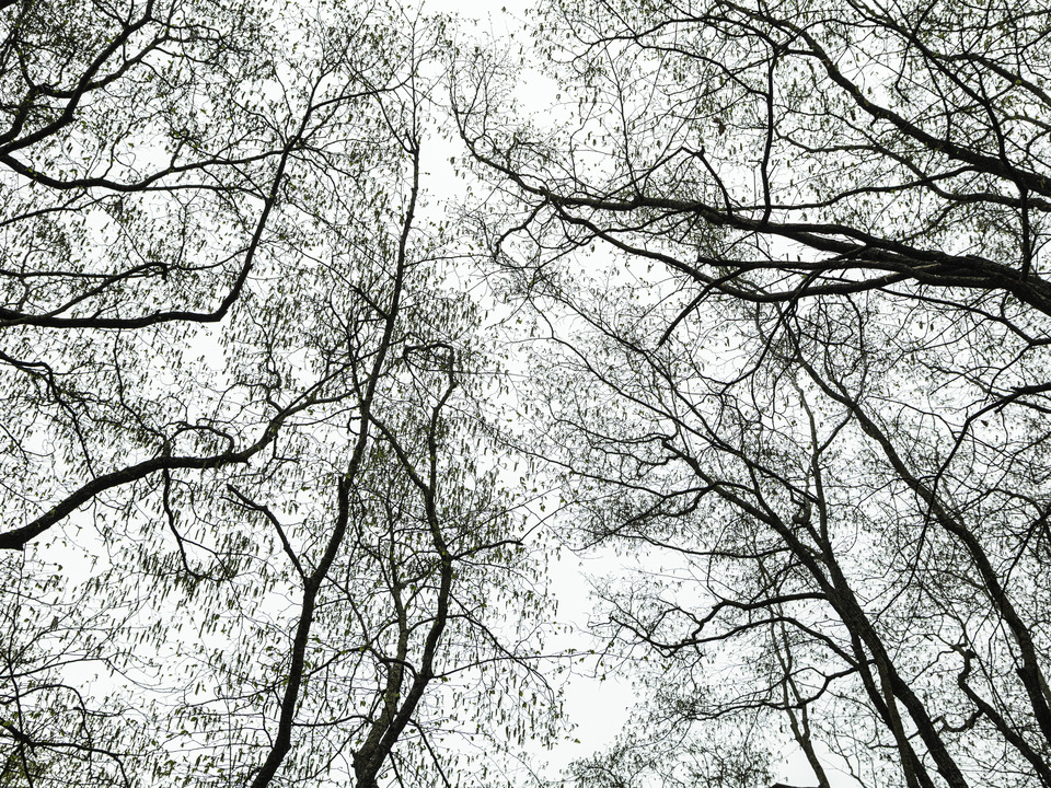 Look up on a foggy spring day.