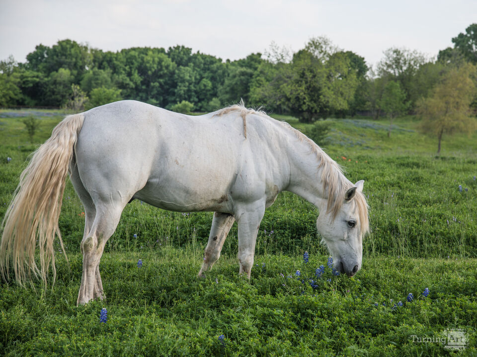 Gypsy Horse