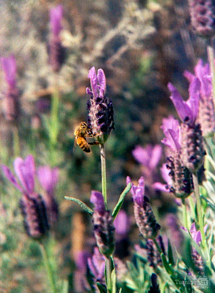 lavender bee