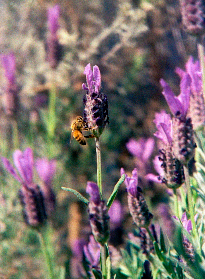 lavender bee