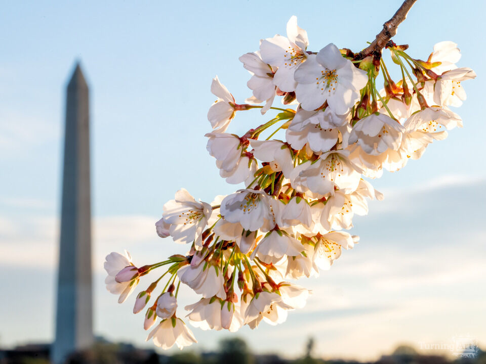 Washington Monument and Cherry Blossoms