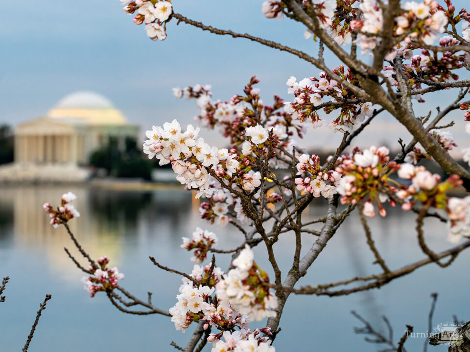 Cherry Blossoms and Jefferson Memorial